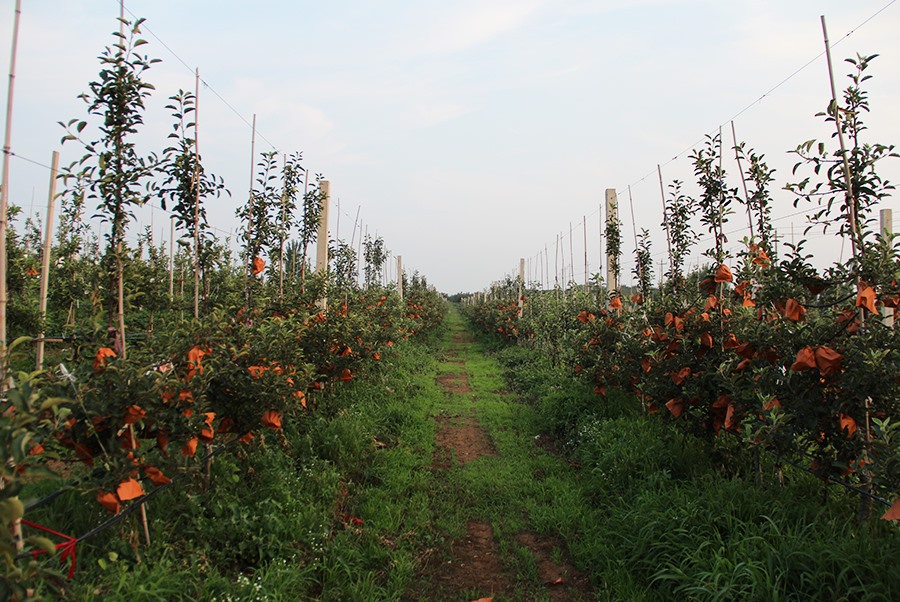 蘋(píng)果基地